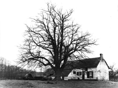 Loofhout, bomen, bossen, lanen, botanisch, linde, Bestanddeelnr 194-1343