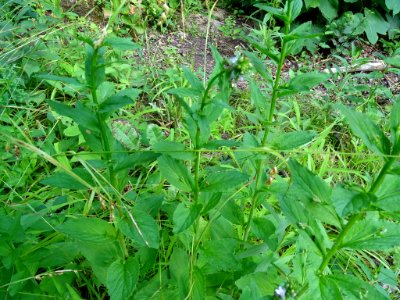 Lobelia inflata leaf (13)