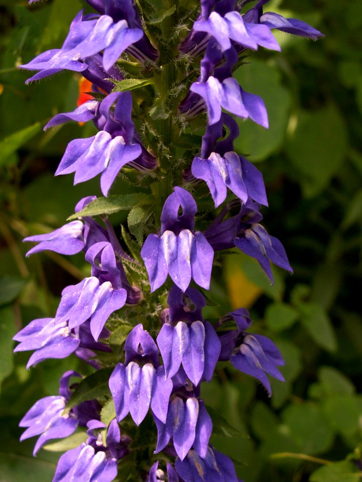 Lobelia-siphilitica-2014-08-30-Cranberry-03