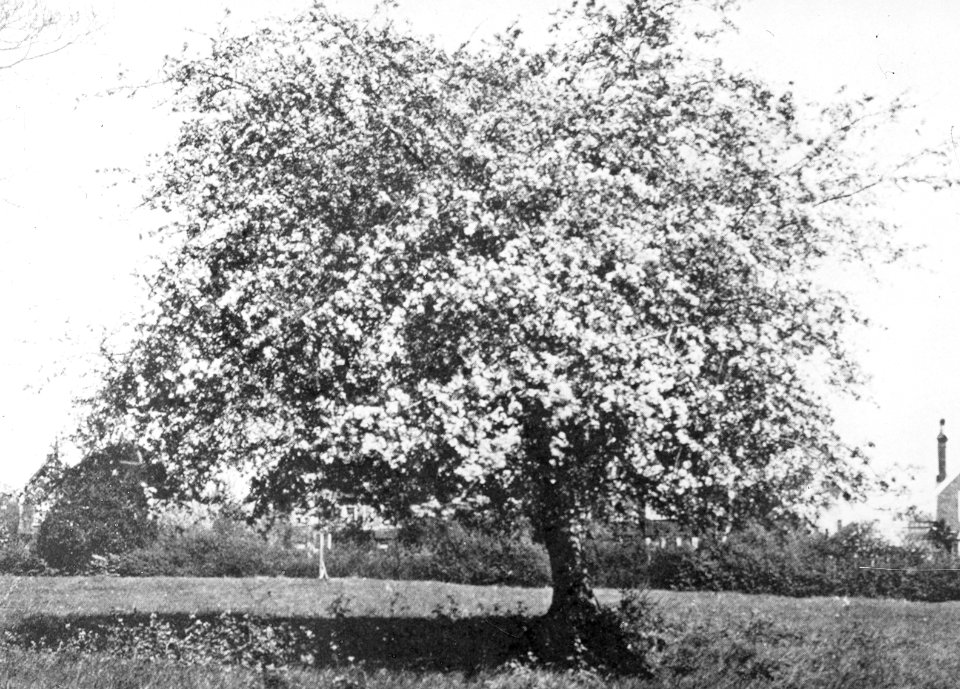 Loofhout, bomen, bossen, lanen, botanisch, mulus pumila, wilde appel, Bestanddeelnr 194-0708