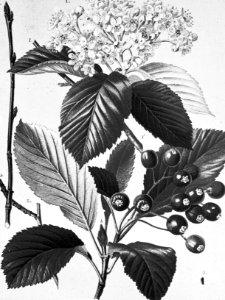 Loofhout, bomen, bossen, lanen, botanisch, sorbus aria (meelbes), Bestanddeelnr 193-0637