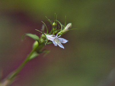 Lobelia inflata, 2015-07-19, Mount Lebanon, 01