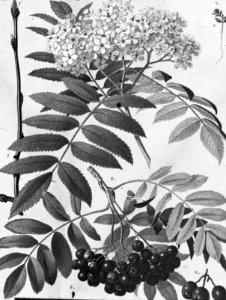 Loofhout, bomen, bossen, lanen, botanisch, sorbus aucuparia (lijsterbes), Bestanddeelnr 193-0636