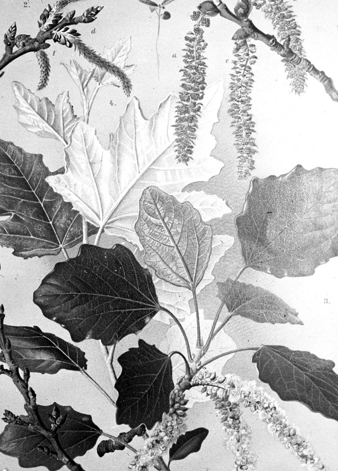 Loofhout, bomen, bossen, lanen, botanisch, populus alba, Bestanddeelnr 193-0596