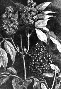 Loofhout, bomen, bossen, lanen, botanisch, sambucus racemosus (bergvlier), Bestanddeelnr 193-0648