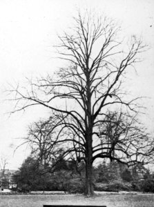 Loofhout, bomen, bossen, lanen, botanisch, linde, Bestanddeelnr 193-0617