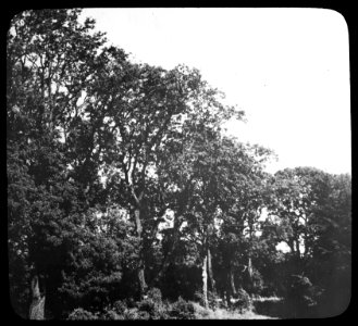Loofhoutbomen, populieren, populus tremula gigas, Bestanddeelnr 194-1299