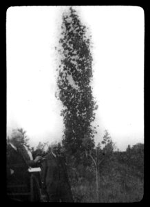Loofhoutbomen, populieren, populus tremula erecta, Bestanddeelnr 194-1297