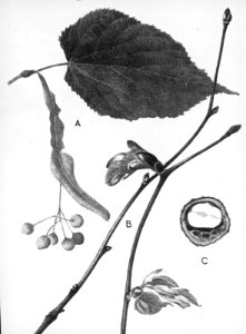 Loofhout, bomen, bossen, lanen, botanisch, tilia parvifolia, kleinbladige linde, Bestanddeelnr 194-0709