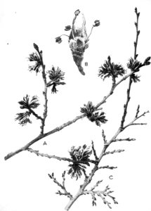 Loofhout, bomen, bossen, lanen, botanisch, ulmus campestris, veldiep, Bestanddeelnr 194-0703
