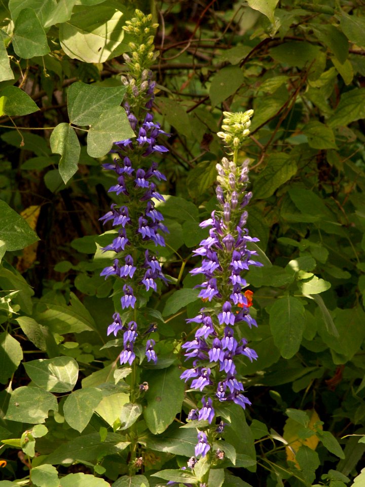 Lobelia-siphilitica-2014-08-30-Cranberry-02