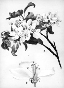 Loofhout, bomen, bossen, lanen, botanisch, malus pumila, wilde appel, Bestanddeelnr 194-0701