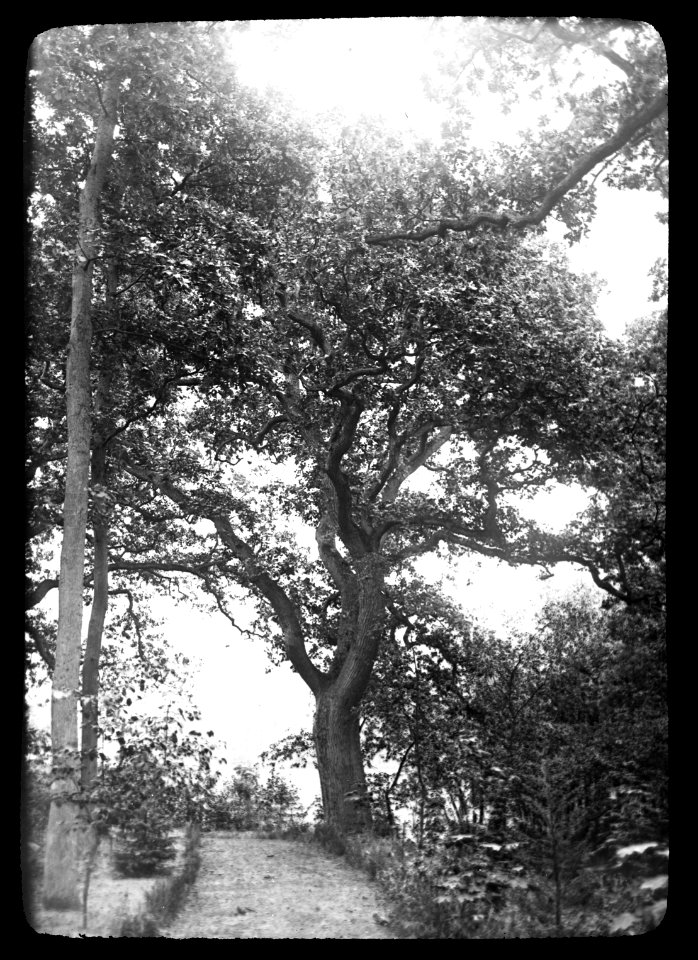 Loofhout, bomen, bossen, lanen, botanisch, inlandse eik, Bestanddeelnr 194-0175