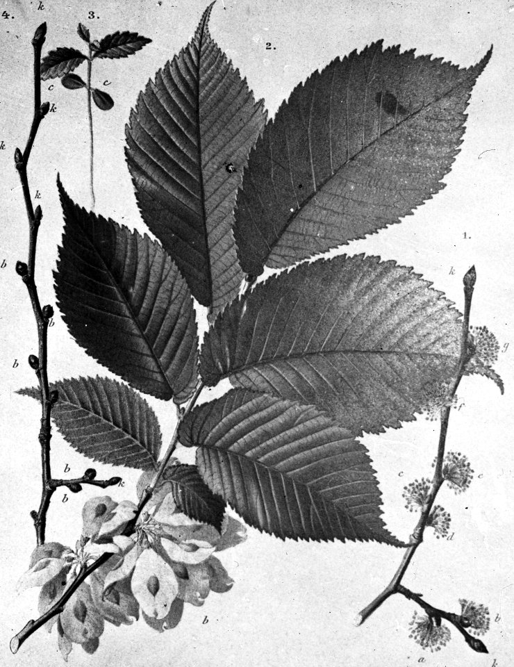 Loofhout, bomen, bossen, lanen, botanisch, ulmus montana, Bestanddeelnr 193-0608