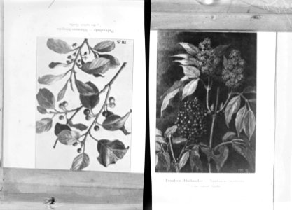Loofhout, twijgen, sambucus racemosus, rhamnus frangula, Bestanddeelnr 253-7329