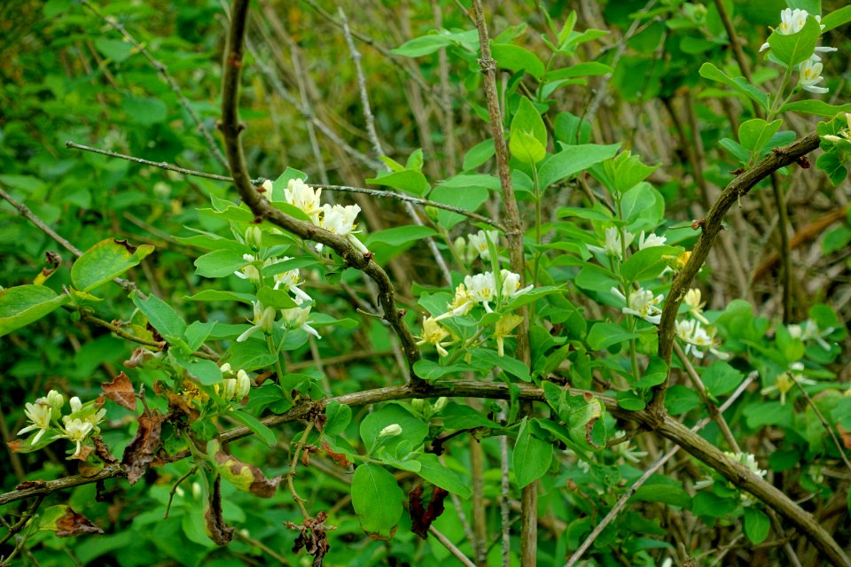Lonicera insularis - Hillier Gardens - Romsey, Hampshire, England - DSC04331