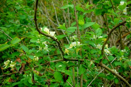 Lonicera insularis - Hillier Gardens - Romsey, Hampshire, England - DSC04331