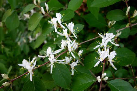 Lonicera maackii - Arnold Arboretum - DSC06806