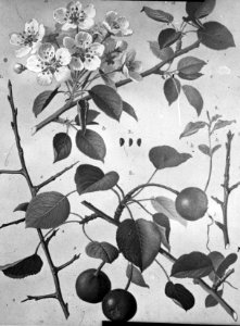 Loofhout, bomen, bossen, lanen, botanisch, pirus communis (peer), Bestanddeelnr 193-0634