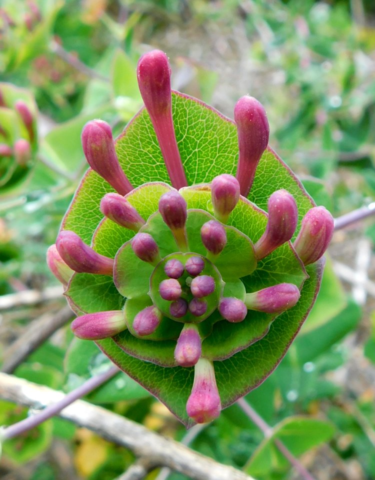 Lonicera implexa buds