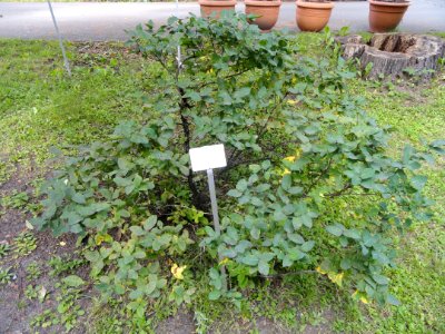 Lonicera chamissoi - Botanical Garden in Kaisaniemi, Helsinki - DSC03768