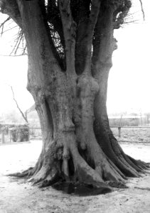 Loofhout, bomen, bossen, lanen, botanisch, linde, Bestanddeelnr 193-1026