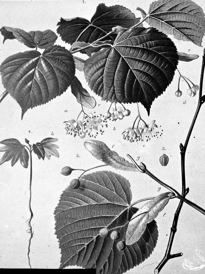 Loofhout, bomen, bossen, lanen, botanisch, tilia platyphylla (grootbladige linde, Bestanddeelnr 193-0615
