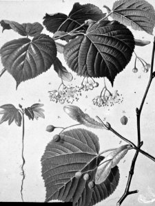 Loofhout, bomen, bossen, lanen, botanisch, tilia platyphylla (grootbladige linde, Bestanddeelnr 193-0615