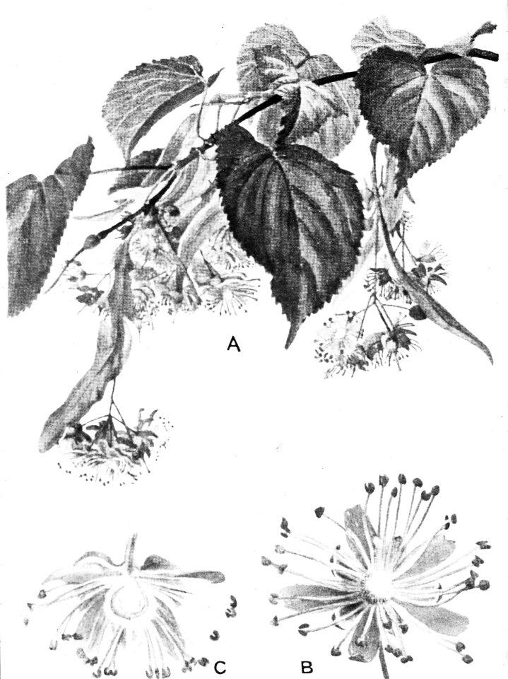 Loofhout, bomen, bossen, lanen, botanisch, tilia parvifolia, kleinbladige linde, Bestanddeelnr 194-0705