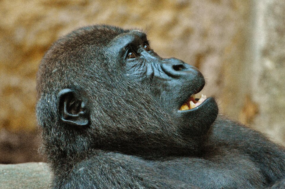 Animal wild animal tierpark hellabrunn