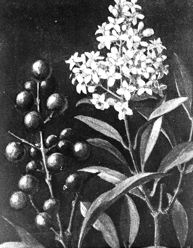 Loofhout, bomen, bossen, lanen, botanisch, ligustrum vulgare, Bestanddeelnr 193-0646