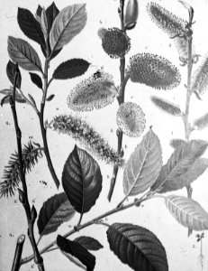 Loofhout, bomen, bossen, lanen, botanisch, salix caprea (waterwilg), Bestanddeelnr 193-0591