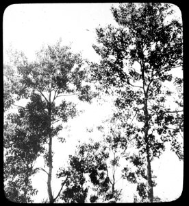 Loofhoutbomen, populieren, populus tremula gigas, Bestanddeelnr 194-1298