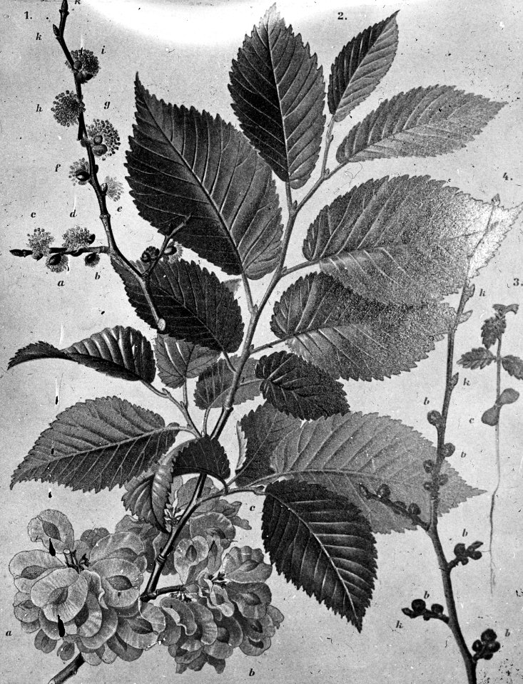 Loofhout, bomen, bossen, lanen, botanisch, ulmus campestris (veldiep of wilde ie, Bestanddeelnr 193-0606