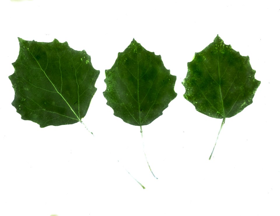 Loofhout, bomen, bossen, lanen, botanisch, populus tremula, Bestanddeelnr 194-0397