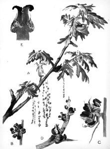 Loofhout, bomen, bossen, lanen, botanisch, quercus robur, zomereik, Bestanddeelnr 194-0698