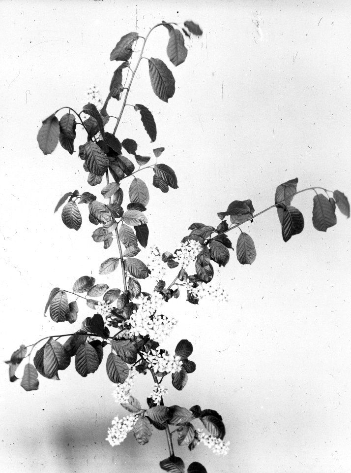 Loofhout, bomen, bossen, lanen, botanisch, prunus padus, Bestanddeelnr 193-0641