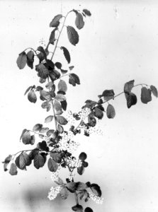 Loofhout, bomen, bossen, lanen, botanisch, prunus padus, Bestanddeelnr 193-0641