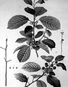 Loofhout, bomen, bossen, lanen, botanisch, rhamnus frangula (vuilboom), Bestanddeelnr 193-0624