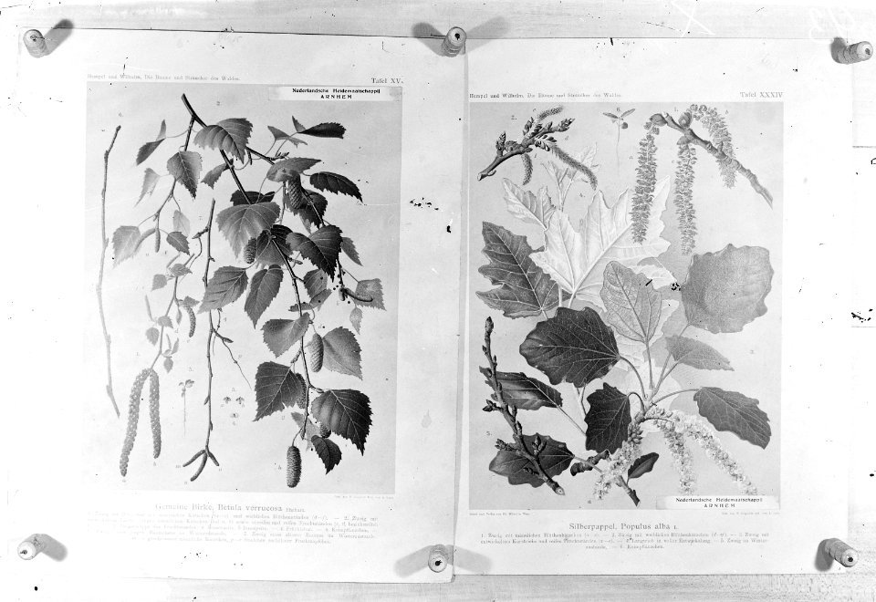 Loofhout, twijgen, prunus serotina, Bestanddeelnr 253-7328
