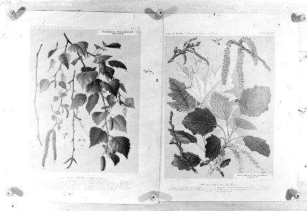 Loofhout, twijgen, prunus serotina, Bestanddeelnr 253-7328