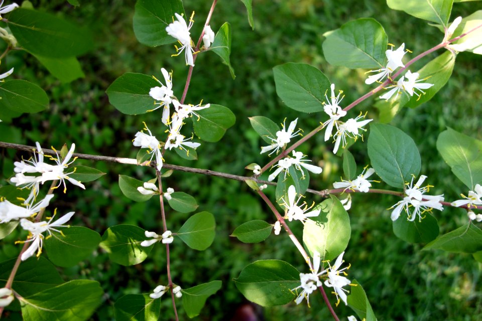 Lonicera maackii - Arnold Arboretum - DSC06801