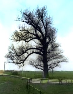 Loofhout, bomen, bossen, lanen, botanisch, populus nigra, Bestanddeelnr 194-0416