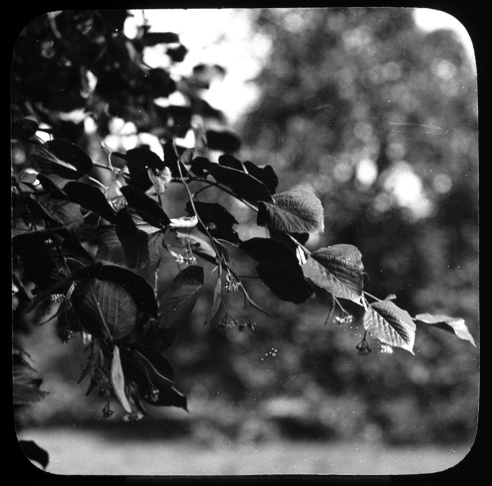 Loofhout, bomen, bossen, lanen, botanisch, tilia datastyla (krimlinde), Bestanddeelnr 193-0619