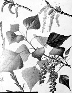 Loofhout, bomen, bossen, lanen, botanisch, populus nigra, Bestanddeelnr 193-0598