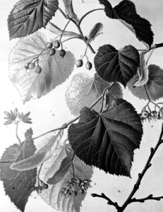 Loofhout, bomen, bossen, lanen, botanisch, tilia tomentosa (zilverlinde), Bestanddeelnr 193-0618