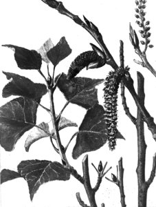 Loofhout, bomen, bossen, lanen, botanisch, populus nigra var italica, Bestanddeelnr 193-0601
