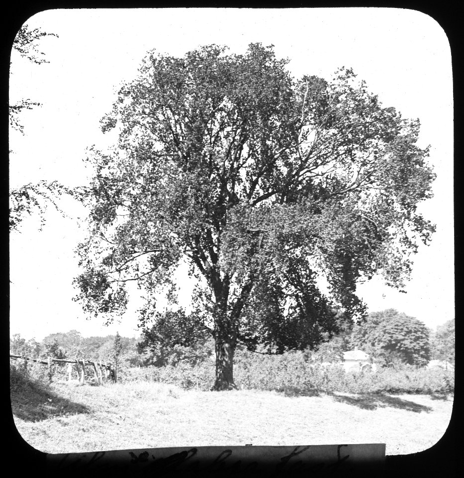 Loofhout, bomen, bossen, lanen, botanisch, ulmus glabra fastigiata, Bestanddeelnr 193-0609