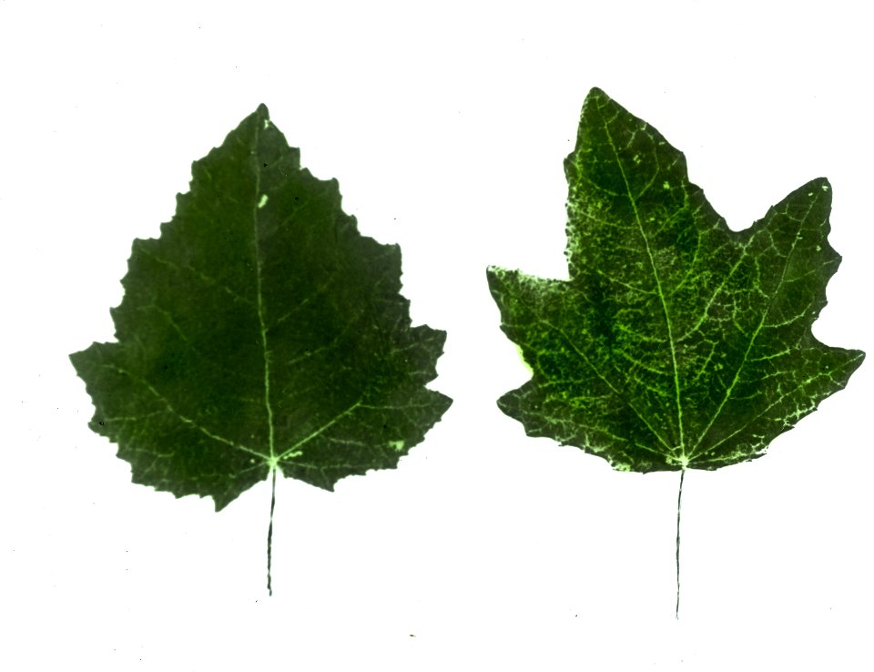 Loofhout, bomen, bossen, lanen, botanisch, populus canescens, populus alba, Bestanddeelnr 194-0393