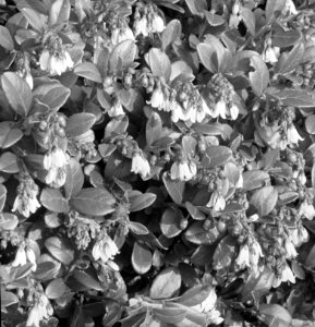 Loofhout, bomen, bossen, lanen, botanisch, rode bosbes, Bestanddeelnr 194-0587